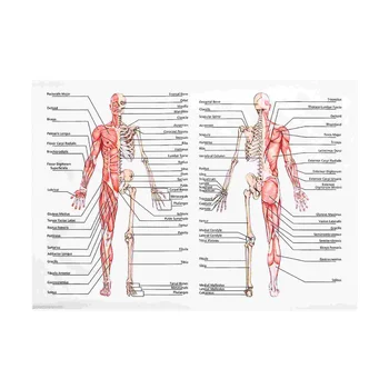1 бр. Анатомическая диаграма, Анатомический плакат, Мускулна система, Окачен плакат, постер за аутопсия
