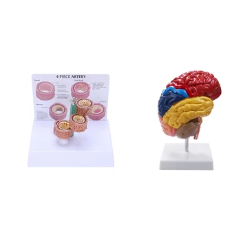 1 бр. Модел на съдовата патология и 1 бр. обучение модел на мозъчния ствол наполовина