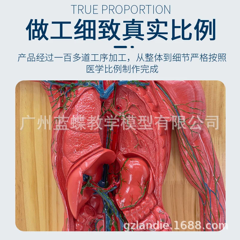 Анатомическая модел медицинска лимфната система на човека, на имунната система, гръдна хирургия, сърцето, храносмилателната и демонстрационно обучение