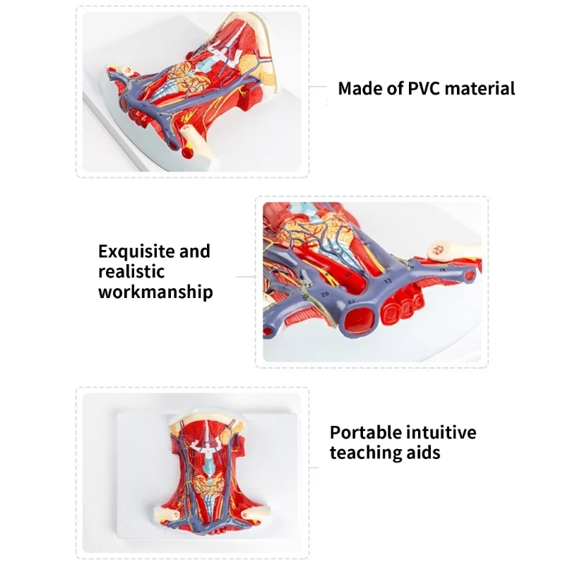 Модел анатомия на маточната мускулатура за учебни помагала, анатомическая модел на мускулите на шията, Показва детайли на мускулите на шията