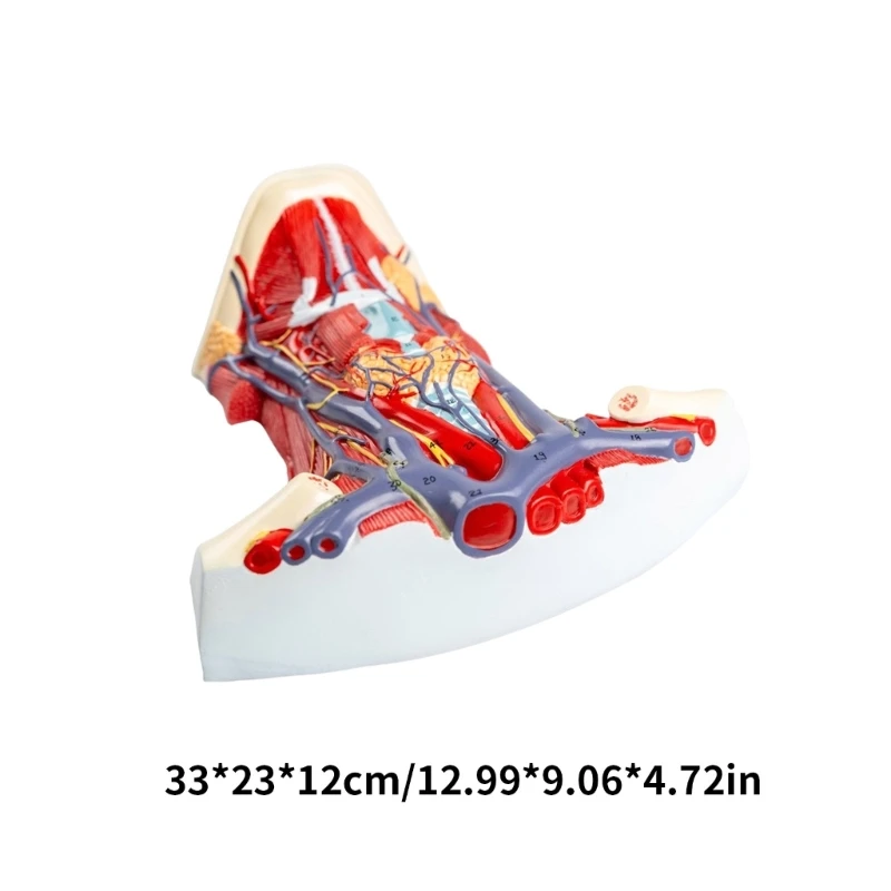 Модел анатомия на маточната мускулатура за учебни помагала, анатомическая модел на мускулите на шията, Показва детайли на мускулите на шията