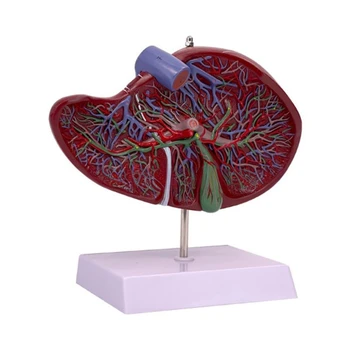Анатомическая модел на черния дроб за учебни помагала, анатомическая модел на черния дроб