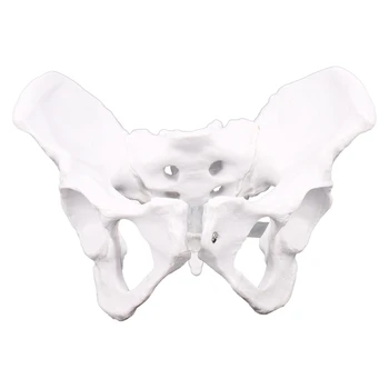 Анатомия на жената: Таз, тазовия скелет, гърлото, анатомическая Анатомия, скулптура на черепа, модел на главата и тялото