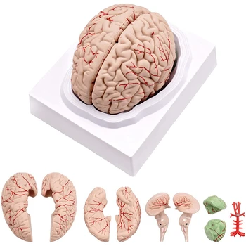 Модел на човешкия мозък, анатомическая модел на човешкия мозък са в пълен размер с поставката)-дисплей за изучаване на природни науки в класната стая и демонстрация на преподаване