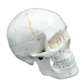 Размер на модела на черепа, Анатомическая форма на обучение по анатомия, главата на скелета, учебни пособия