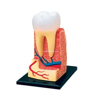 Свалящ се анатомическая модел на зъбите, демонстрационен инструмент за протезиране на зъбите при зъболекар