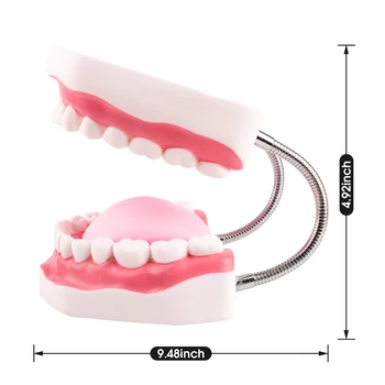 Стандартен модел на зъби - модел на устата, модел на човешки зъби, модел за миене на зъбите за обучение, обучение